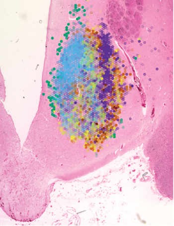 : Spatio-cellular integration illuminates the architectural organisation of distinct ventromedial hypothalamus neuronal subtypes